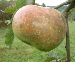 Catawba Fruit