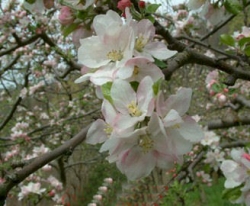 Gano Bloom Gano Bloom