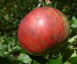 Gano Fruit Gano Fruit