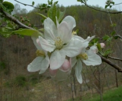 Golden Russet Bloom Golden Russet Bloom