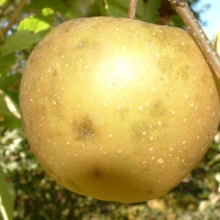 Golden Russet Golden Russet