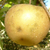 Golden Russet