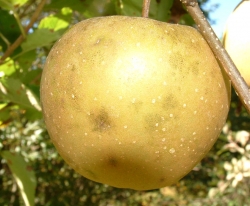 Golden Russet Fruit Golden Russet Fruit
