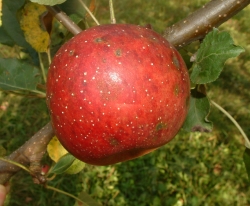 Haas Fruit