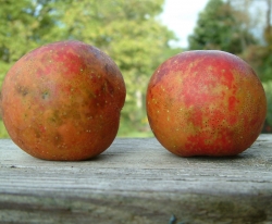 Hunge Fruit Hunge Fruit