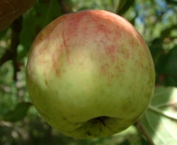 Husk Spice Fruit Husk Spice Fruit