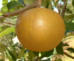 Keener Seedling Fruit