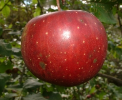 Magnum Bonum Fruit Magnum Bonum Fruit