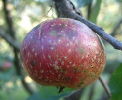 Porter's Perfection Fruit Porter's Perfection Fruit