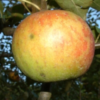 Smokehouse Smokehouse