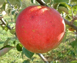 Abram Fruit Abram Fruit