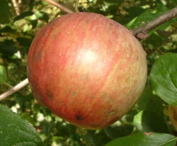 Chandler Fruit