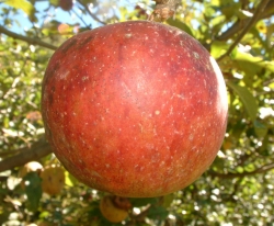 Cullasaga Fruit Cullasaga Fruit