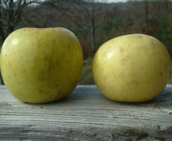 Disharoon Fruit Disharoon Fruit