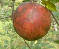 Hall Fruit