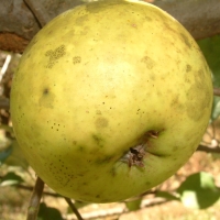 Tolman Sweet Tolman Sweet