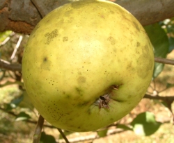 Tolman Sweet Fruit Tolman Sweet Fruit