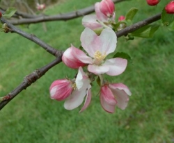 Winesap Bloom Winesap Bloom