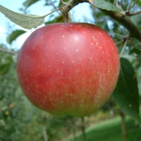 Winesap Winesap