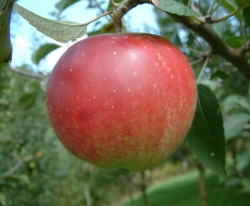 Winesap Fruit Winesap Fruit