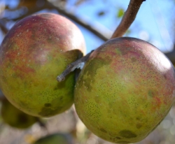 Minkler Fruit Minkler Fruit