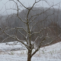 One for One Snowy Tree1