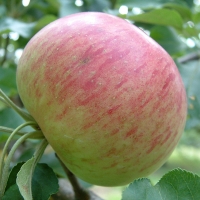 Wolf River Story Wolf River2