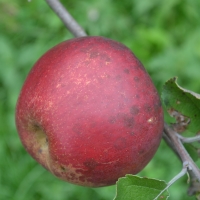 Ramsey Limbertwig Ramsey Limbertwig