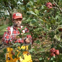 End of the Season Ron Picking Husk Sweet Apples