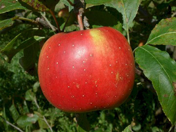 Benoni — Out on a Limb Apples