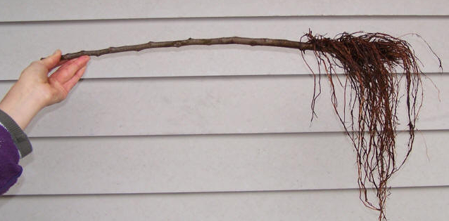 Rootstock