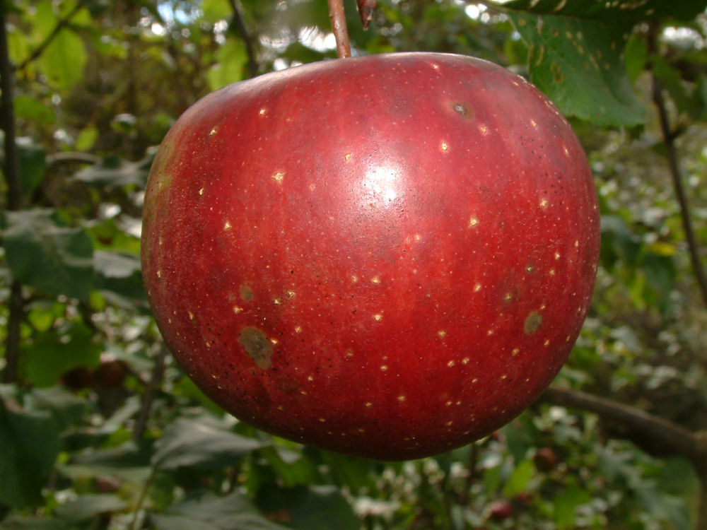 Benoni — Out on a Limb Apples