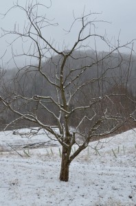 Snowy Apple Tree